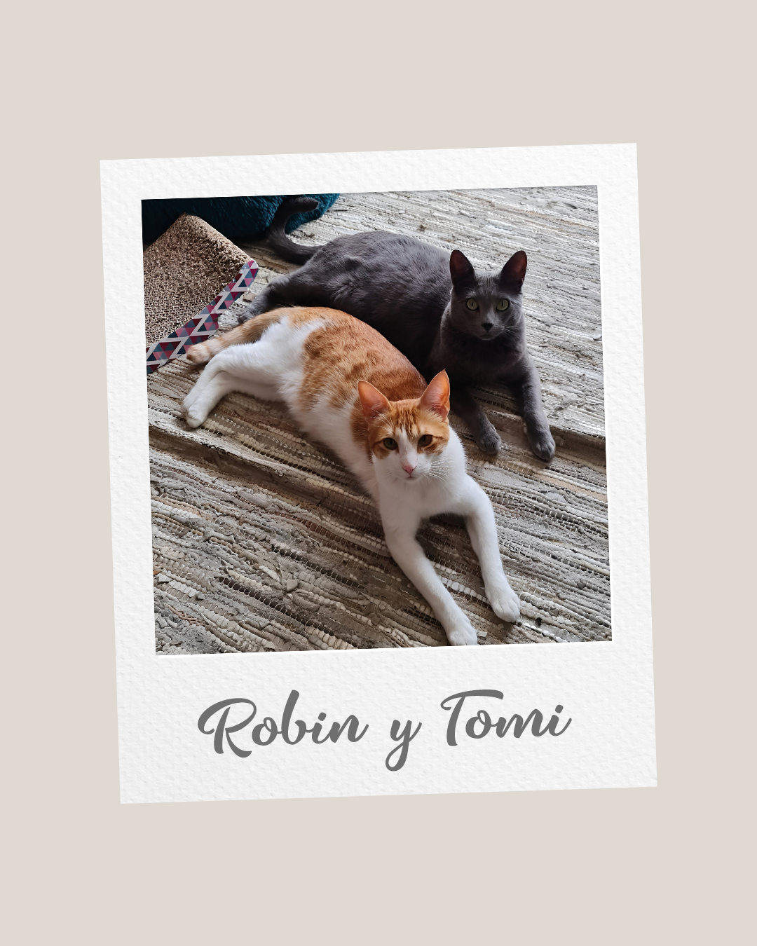 Pets Robin y Tomi.png
