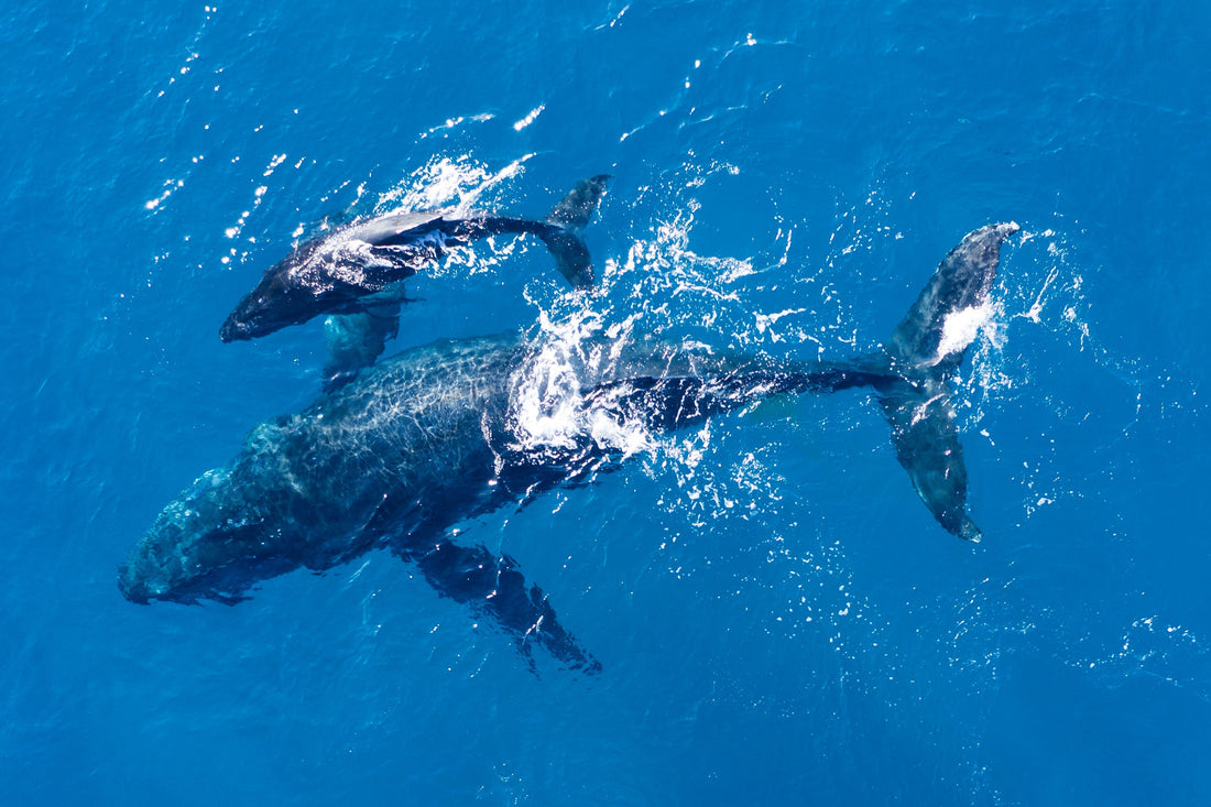 Ballena Jorobada: La Gigante que Visita las Costas de Chile.