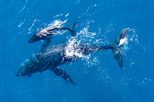 Ballena Jorobada: La Gigante que Visita las Costas de Chile.