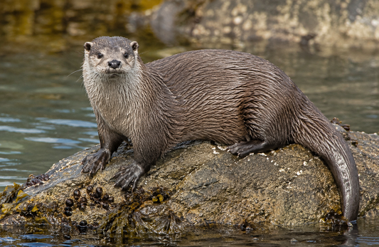 Chungungo: La Nutria Marina que Cuida las Costas de Chile