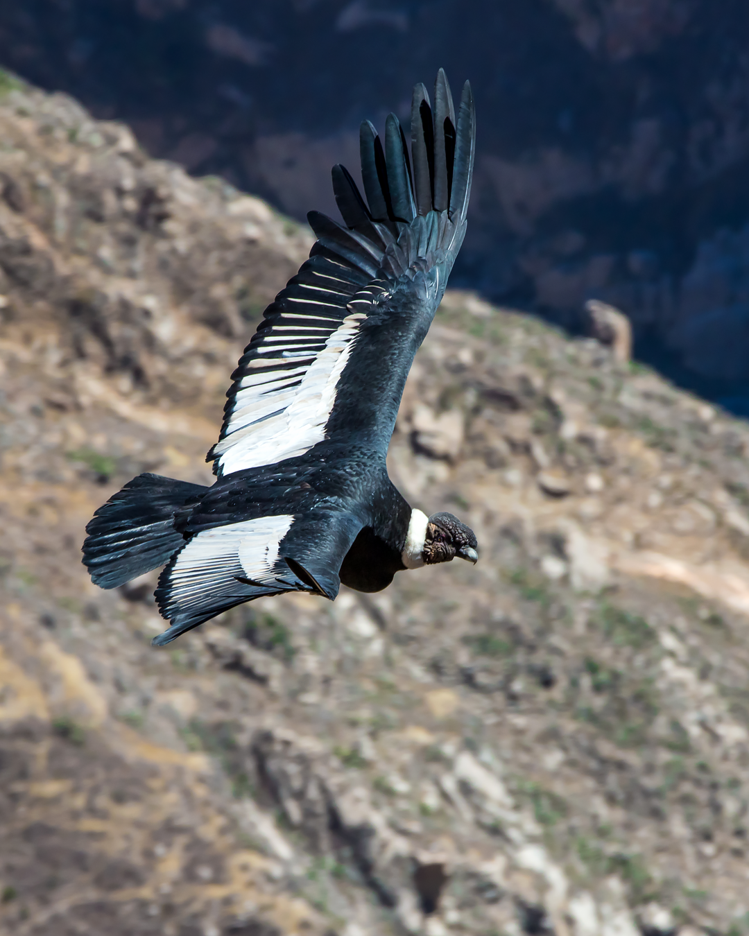 Fauna chilena: descubre animales únicos y curiosos de nuestro país