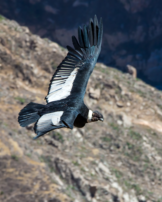 Fauna chilena: descubre animales únicos y curiosos de nuestro país