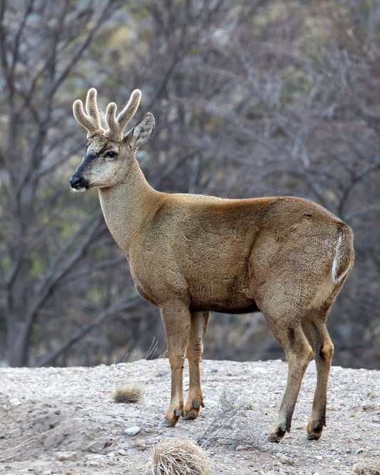 Historias Inspiradoras de Animales Chilenos.