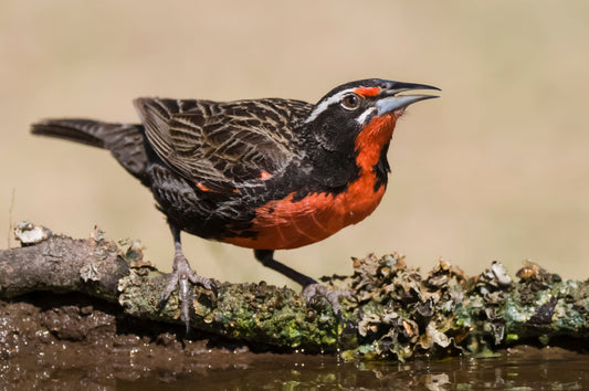 Loica: El Ave Sanadora de la Fauna Nativa Chilena