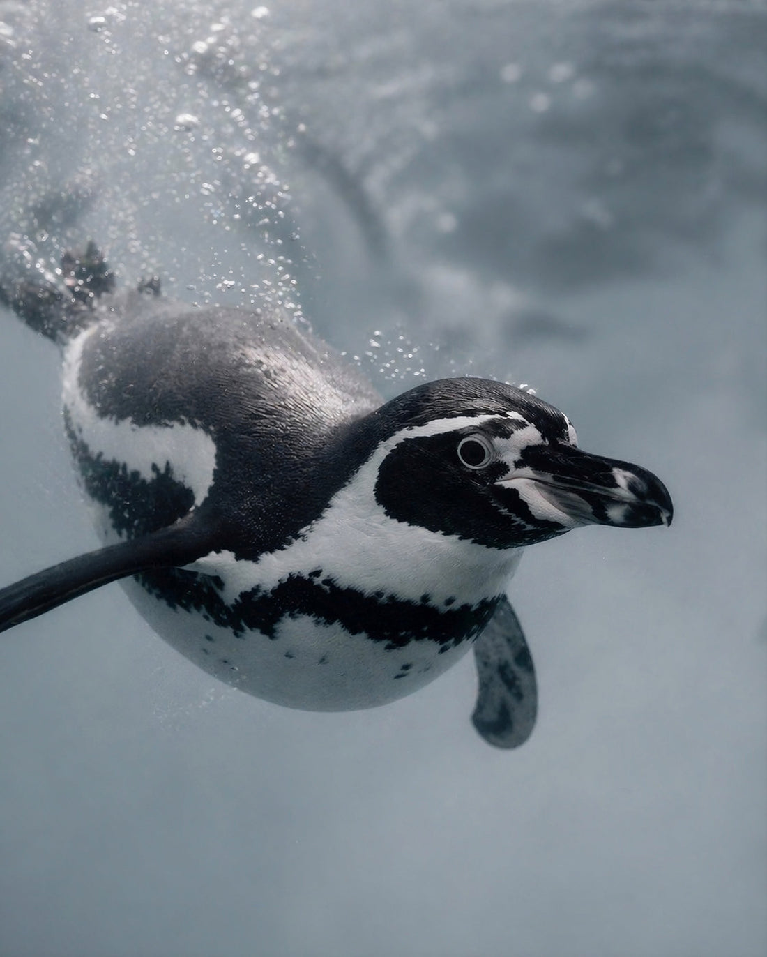Pingüino de Humboldt: El ave marina más querida de Chile.