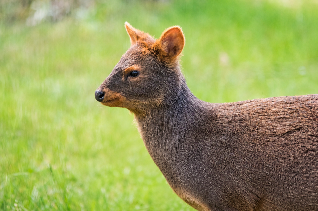 Pudú: El Ciervo Más Pequeño del Mundo Vive en los Bosques de Chile.
