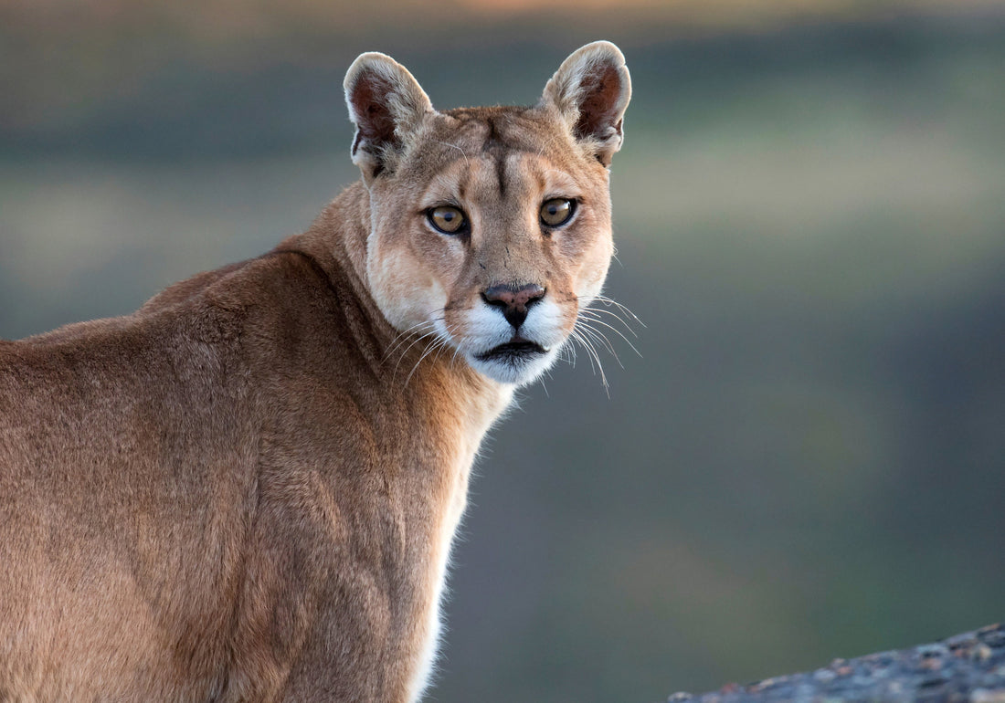 Fauna Chilena: Guía de los Animales Nativos Más Sorprendentes.