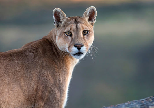 Fauna Chilena: Guía de los Animales Nativos Más Sorprendentes.