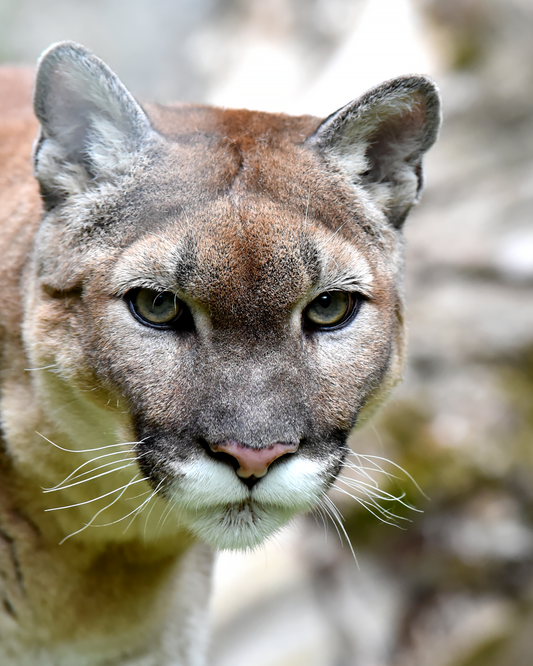 Historias inspiradoras de animales chilenos.