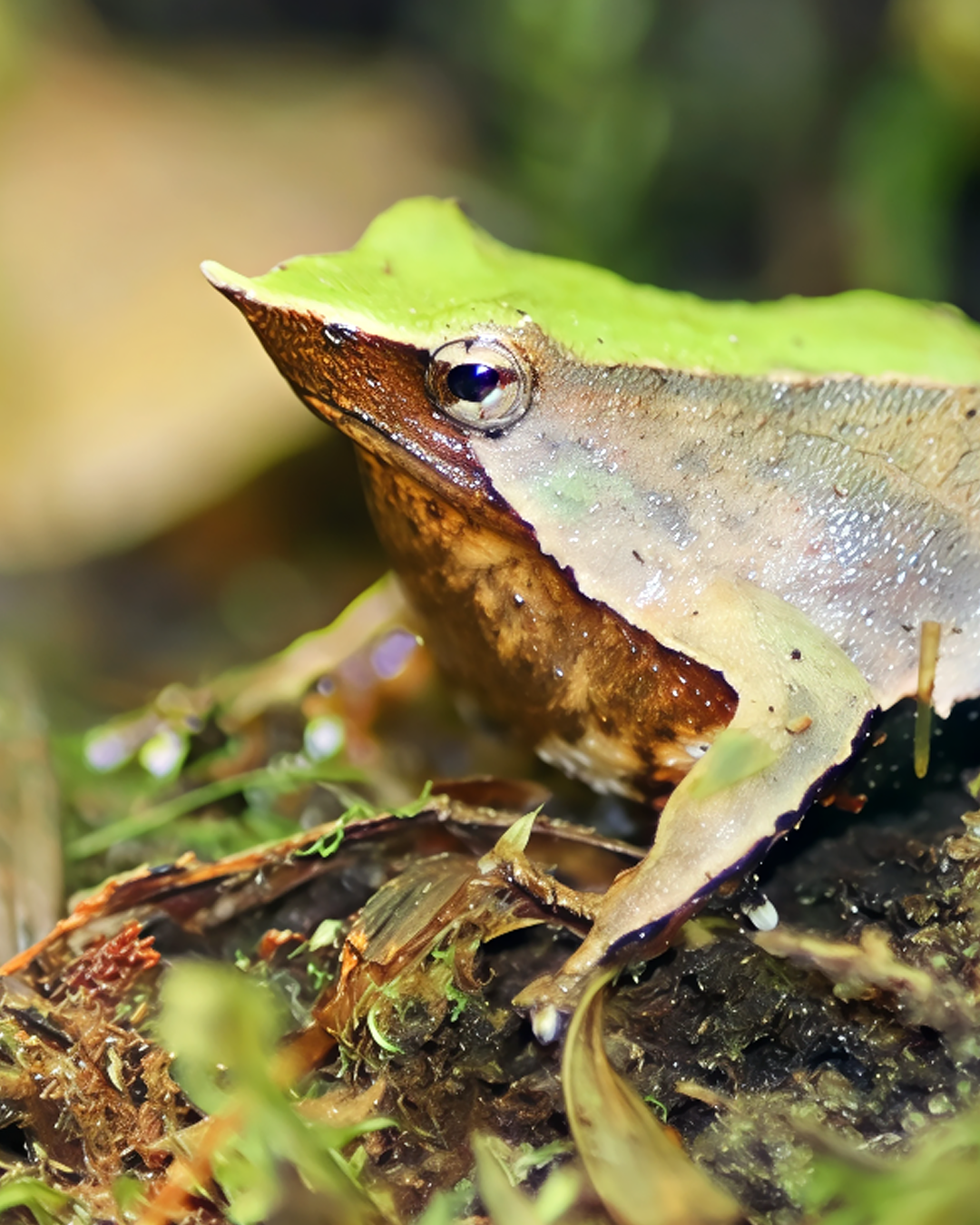 Los animales chilenos más extraños que probablemente no conoces