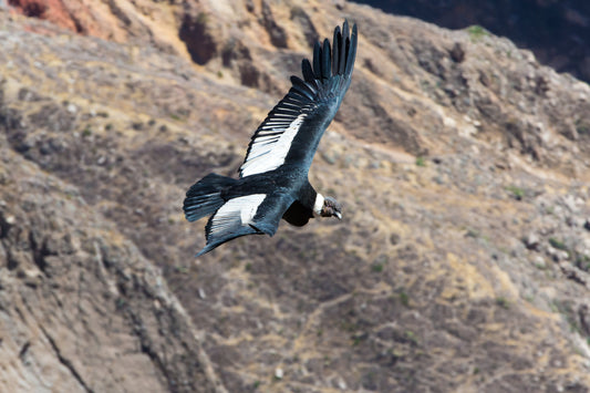 Animales en Peligro de Extinción en Chile: La Guía Completa