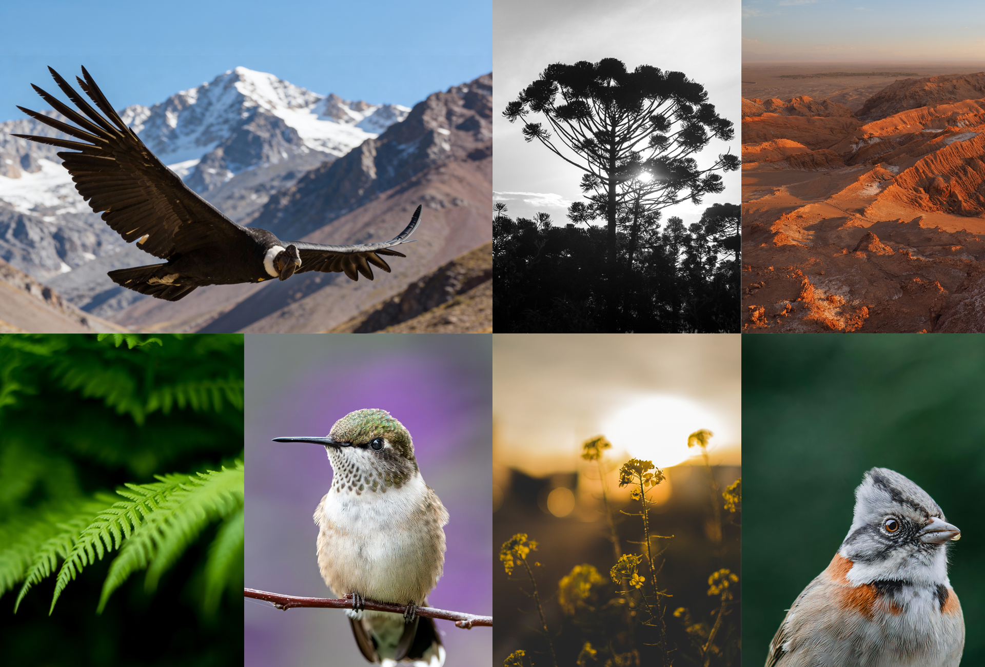 Animales y naturaleza chilena polerones